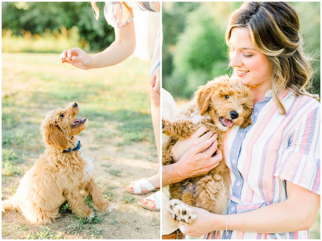 puppy goldendoodle photography session in barboursville, wv by kara blakeman photography