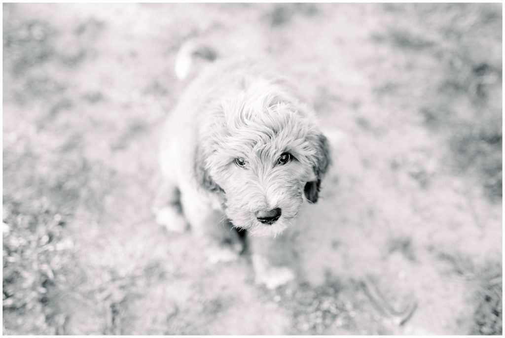 puppy goldendoodle photography session by kara blakeman photography